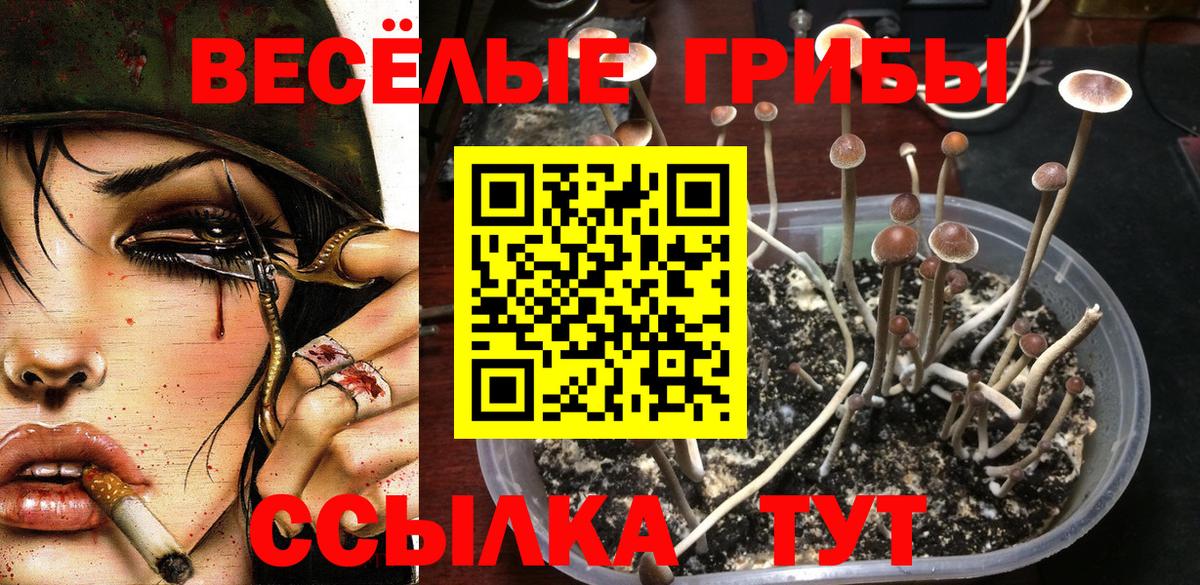 Унеча  Псилоцибиновые грибы Cubensis  Вход с VPN 